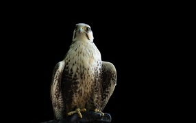 Большой хищный сокол на черном фоне