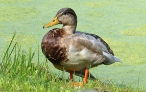 Large wild duck near a mud-covered pond