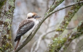 Птица смеющийся  кукабарра сидит на ветке
