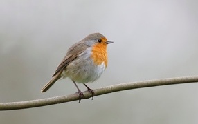 Маленькая европейская малиновка сидит на ветке