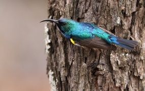 Маленькая птица нектаринка сидит на дереве