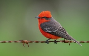 Маленькая птица алая мухоловка сидит на проволоке