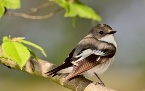 Маленькая птичка сидит на ветке дерева