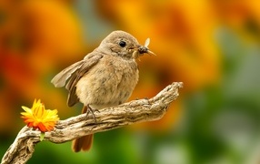 Маленькая птичка с насекомым в клюве 