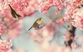 Маленькие птицы кружат у розовых цветов