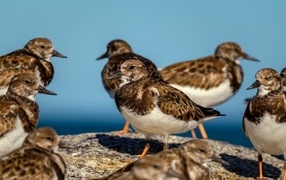 Маленькие птицы на камне у воды