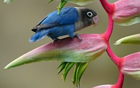 Маленький синий попугай сидит на цветке