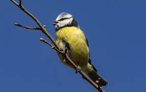 Маленькая птичка лазоревка на ветке дерева