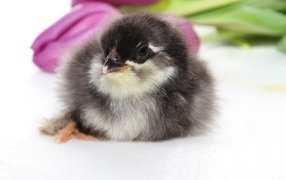 Маленький  цыпленок с тюльпанами на белом фоне 