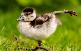 Маленький утенок разминает лапки
