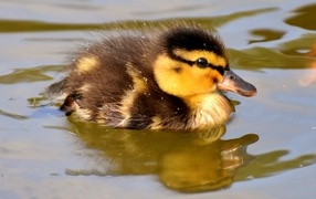 Маленький утенок плавает в воде