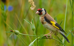 Маленький щегол сидит на траве