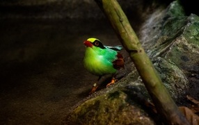 Маленькая зеленая птица на камне