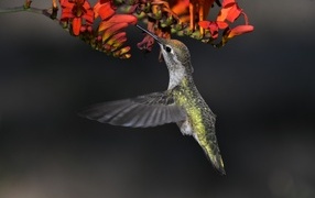 Little hummingbird bird collects nectar from a red flower