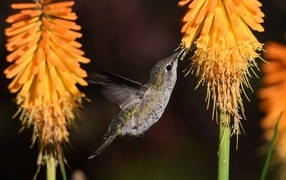 Little hummingbird bird collects nectar on an orange flower
