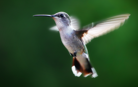 Little hummingbird bird on green background