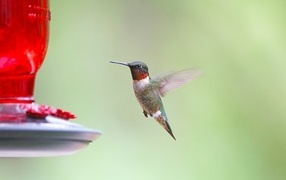 Little hummingbird bird soars in the air