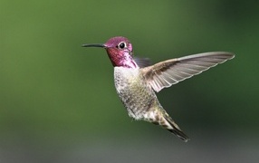 Little hummingbird bird with pink head