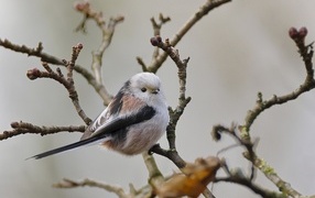 Маленькая  длиннохвостая синица сидит на ветке дерева