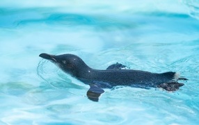Маленький пингвин плавает в бассейне