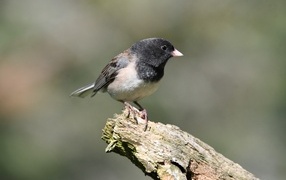 Маленький певчий воробей на ветке