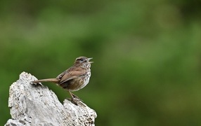 Little sparrow on a driftwood close-up