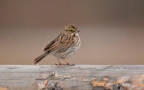 Little sparrow sitting on a pole