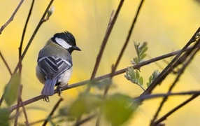 Маленькая синица сидит в ветках дерева