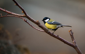 Маленькая синица сидит на ветке дерева 