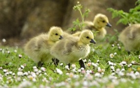 Little yellow ducklings on the grass with flowers