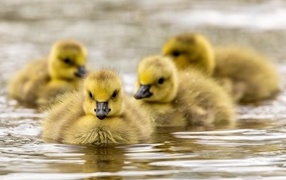 Маленькие желтые гусята в воде 