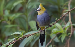 Длиннохвостый шёлковый свиристель сидит на ветке