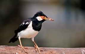 Птица Майна сидит на ветке 