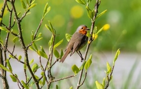 Птица иволга сидит в ветках дерева