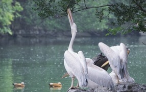 Пеликаны пьют воду сидя на камне