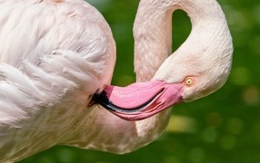 Pink flamingo preening feathers with its beak