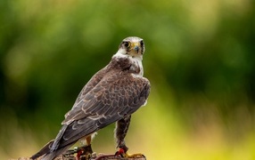Predatory falcon hunting on a stone