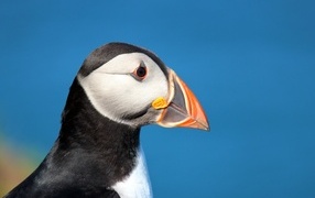 Голова тупика на голубом фоне 