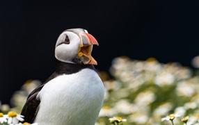Тупик с открытым клювом в цветах 