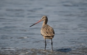 Птица кулик охотится  в воде