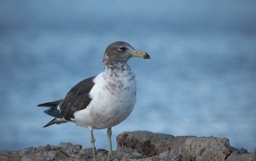Seagull sits on a stone by the sea