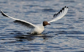 Чайка с расправленными крыльями в воде