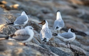 Чайки отдыхают на камнях у моря