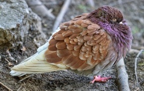 Спящий голубь на земле