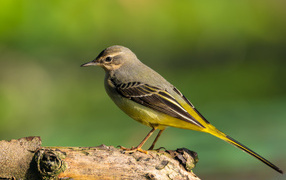 Маленькая птица Горная трясогузка сидит на сухом дереве