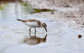 Маленький серый кулик в воде