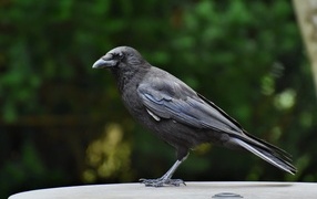 Умный черный ворон