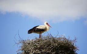 Stork sits in a nest against the sky