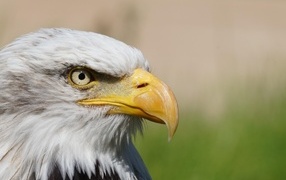 Грозный орел с острым клювом