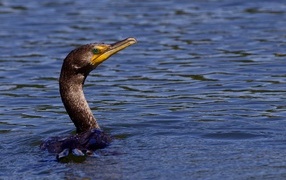The head of a black cormorant sticks out of the water